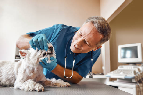 Best Emergency Treatment for Dental Infections or Abscesses in Gordonsville, VA